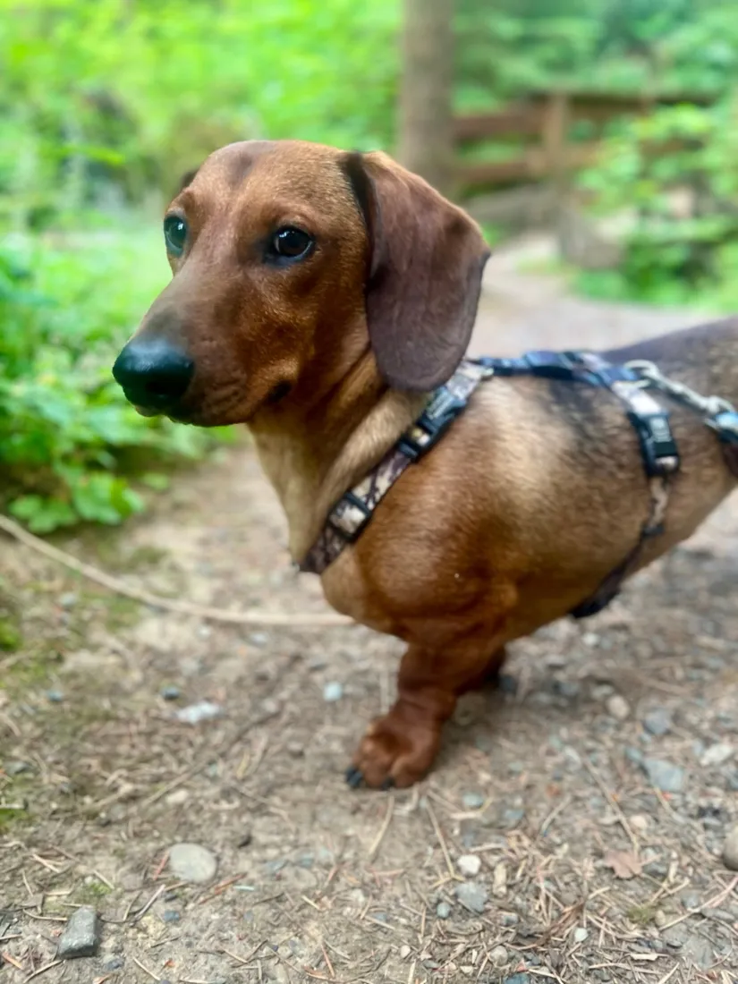 Noodle on a forest trail